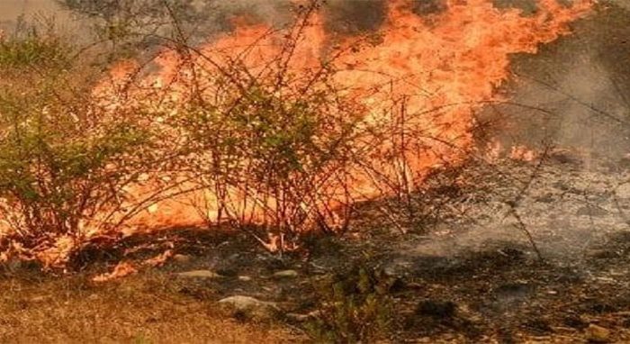 বজ্রপাতে কাজাখস্তানে দাবানল, নিহত ১৪